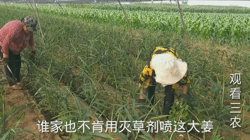 大姜地里除草剂配方有哪些，适合大姜生长的除草剂推荐？