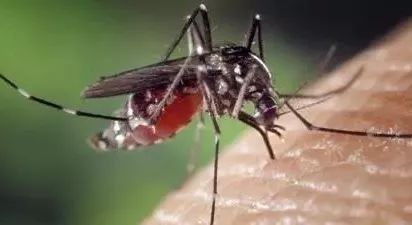 使用杀蚊剂对环境有害吗？它真的能彻底杀死蚊子并防止蚊虫滋生吗？