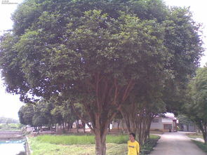 北方种植桂花树：选对时机是关键