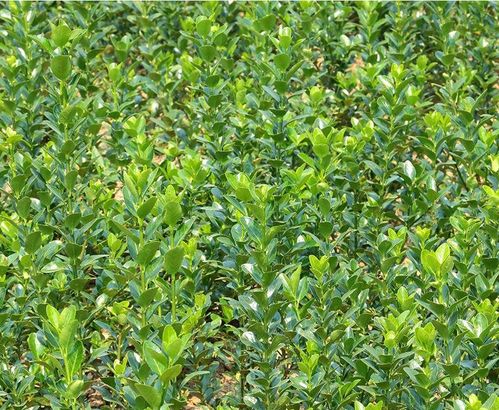 2. 挖坑种植：让小树苗有个好家