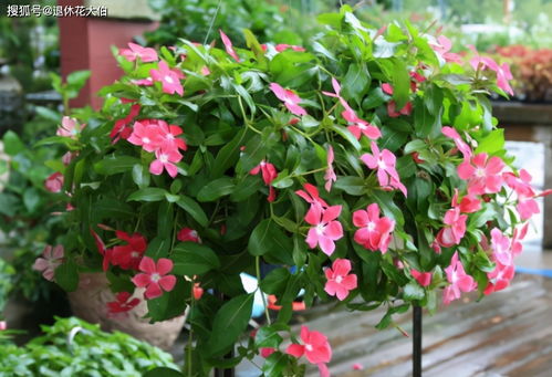 四季开花植物怎么选？这几种漂亮又好养