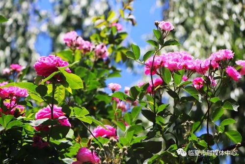 走过花季， 感受生活的美好