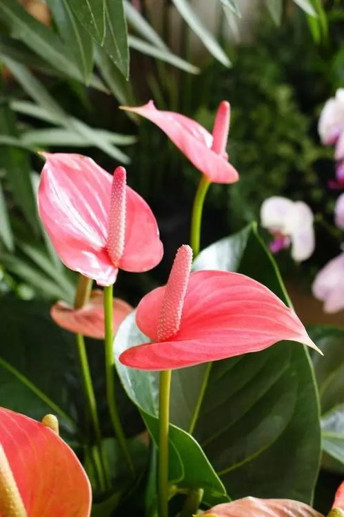 火鹤花无叶，生长奥秘何在
