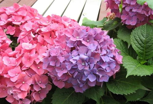 猫咪也中招，2000元治疗费啊！