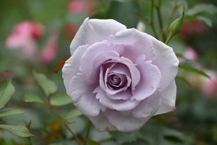 优缺点分析， 全面了解贝罗利娜月季