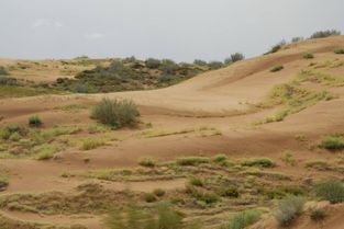 防沙漠化植物进口：门道多， 新手要小心
