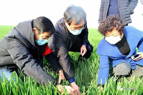 防治条锈病：多种方法综合施用