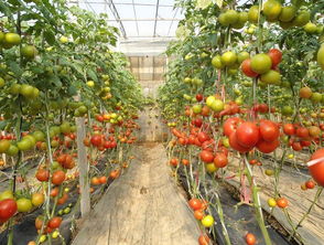 红叶李开花的秘密时间