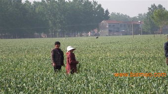 土豆种子培育：传统种植与科技结合