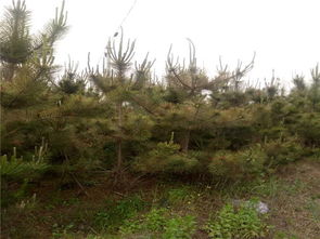 黑松的成长之谜