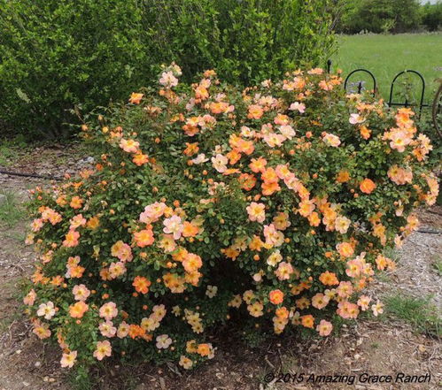 磷钾元素要充足，月季花开梗鲜艳