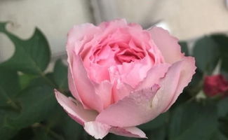 第一章：花儿的起源与别名