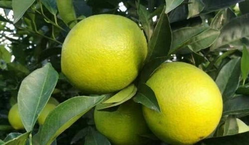 脐橙树防治红蜘蛛的难题