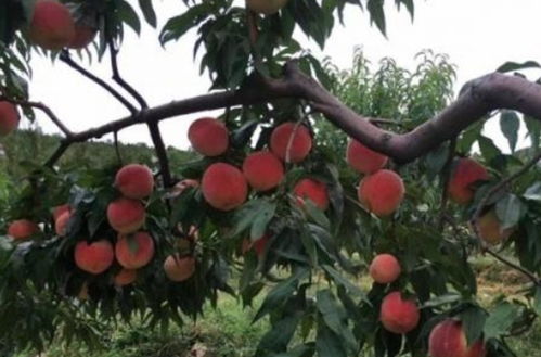 桃子的成熟季节揭秘