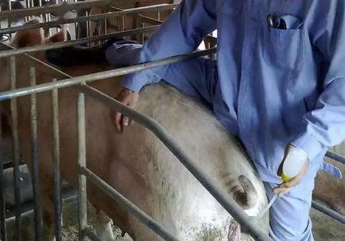 母猪发情鉴定：观察行为、外观特征
