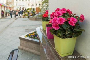 花木的小阶段， 施肥的大讲究