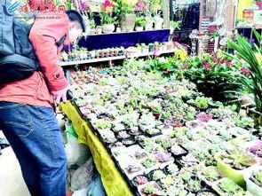 “秕粑种子：罕见植物种子，花卉市场新宠”