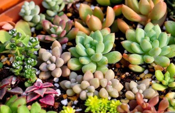 “耐阴植物”之谜，它们为何能在黑暗中茁壮成长