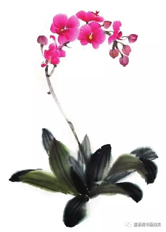 蝴蝶兰的花瓣为什么这么鲜艳，是有什么特别的生长环境吗