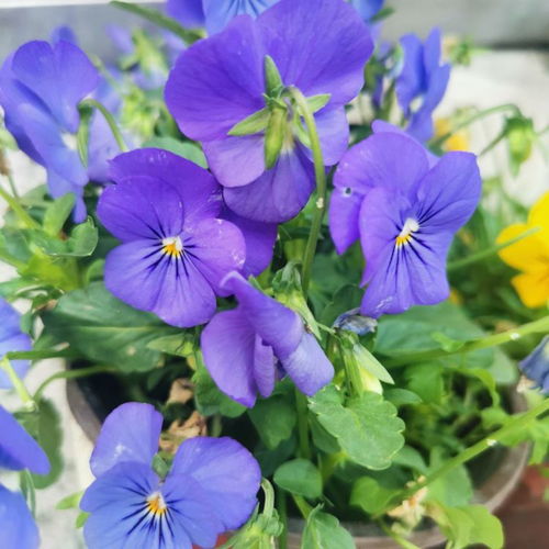 秋季种植的蕞美花卉之一——玉簪