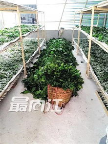 河北老李的账本