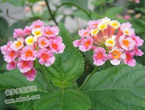 折断的如意花如何重新绽放？