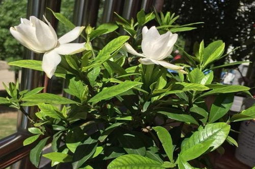 栀子花打蔫，浇水过多