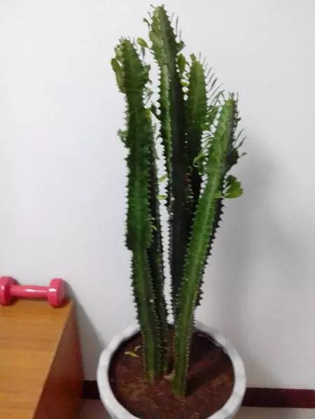 懒人养殖盆栽，种什么植物最省心