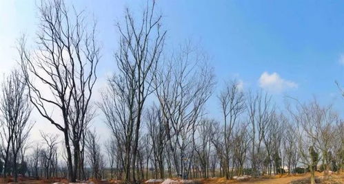 苗木行业回暖趋势