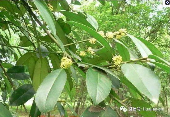 冬青搭配花卉，打造节日气氛