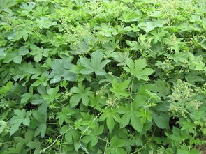 三、 养护小贴士