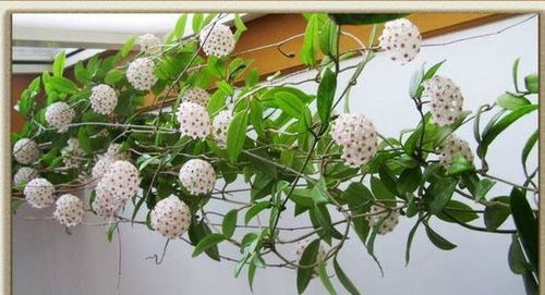 球兰烂根如何有效治疗？哪种药物效果最佳