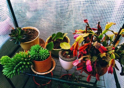 养花达人集结号