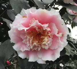 玉茗：茶花的美丽名字