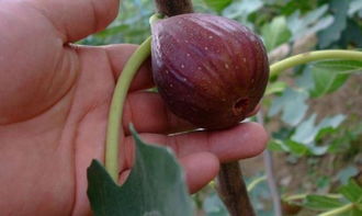 无花果的花朵：微小却强大