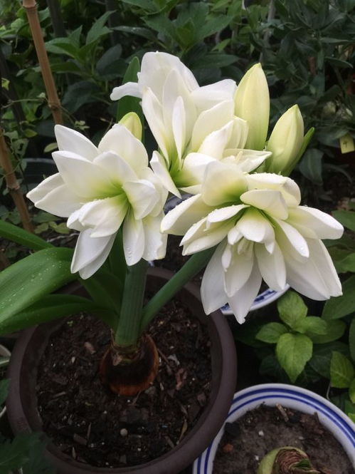 朱顶红'红色荣耀'：花剑高挑， 寓意美好