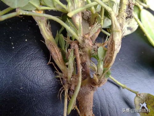 花生增产药物：多效唑的威力