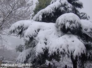 种植雪松要选对地方，你知道吗？