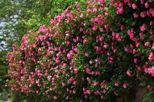 徽派风格， 月季花墙与徽派盆景相得益彰