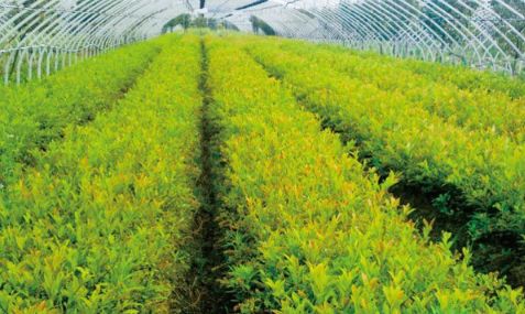 平安无害除草剂， 树木的守护者