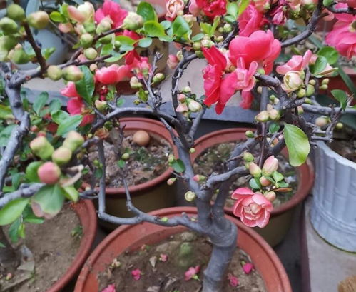 花叶海棠如何种植？适合哪些土壤和光照