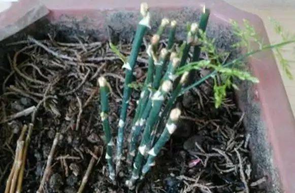 秋季修剪：清场阶段