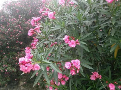 除虫菊的种植优势