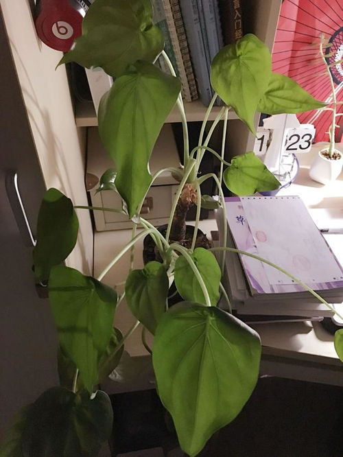 养花的好处与注意事项