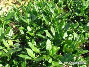 冬青树叶呈椭圆形，你认识这种独特的形状吗