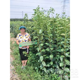 混合除草剂对柿子树的毒性