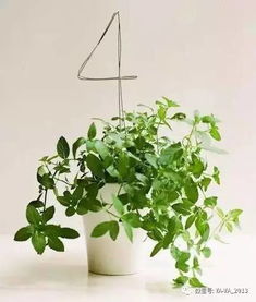 卧室植物选什么有助于睡眠？