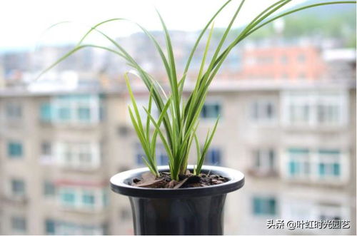 兰花新芽萌发，如何科学管理才能茁壮成长