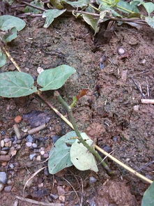 玫瑰花枝条插活小窍门，让你轻松成为养花高手那个！