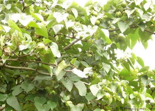 去年我Zuo了个对比实验：